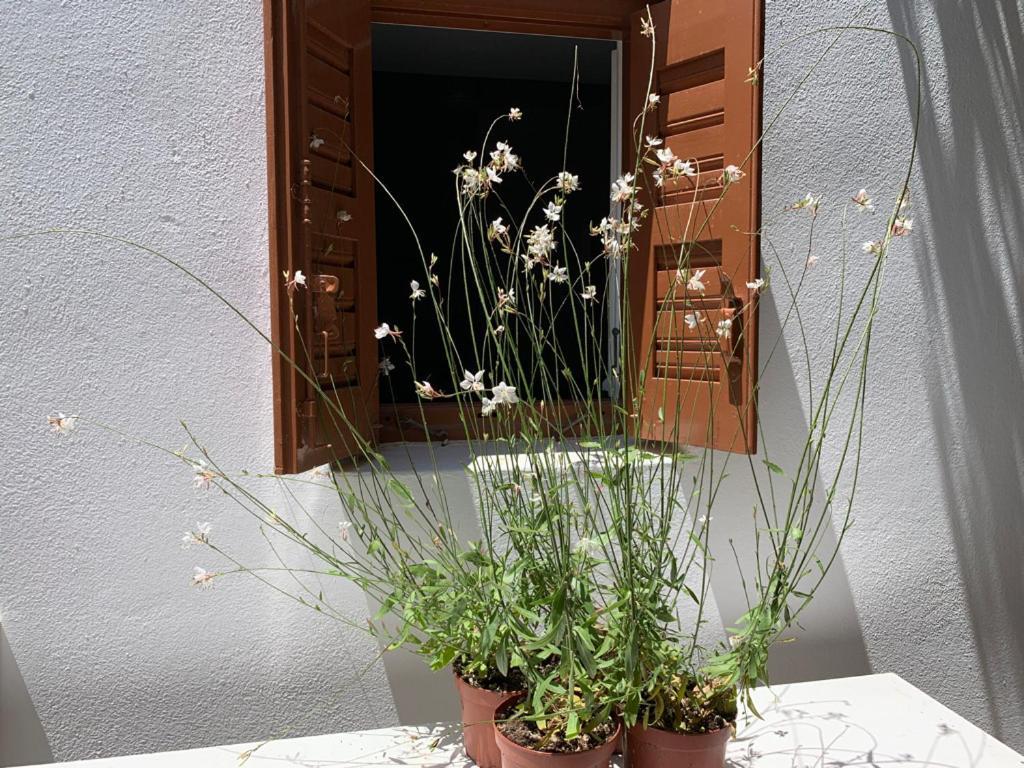 Mykonos Town Dominique & Carlos Place מראה חיצוני תמונה